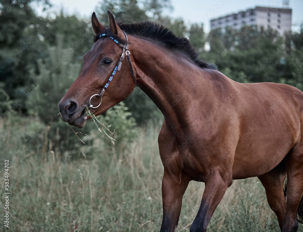 Beautiful bay horse running free