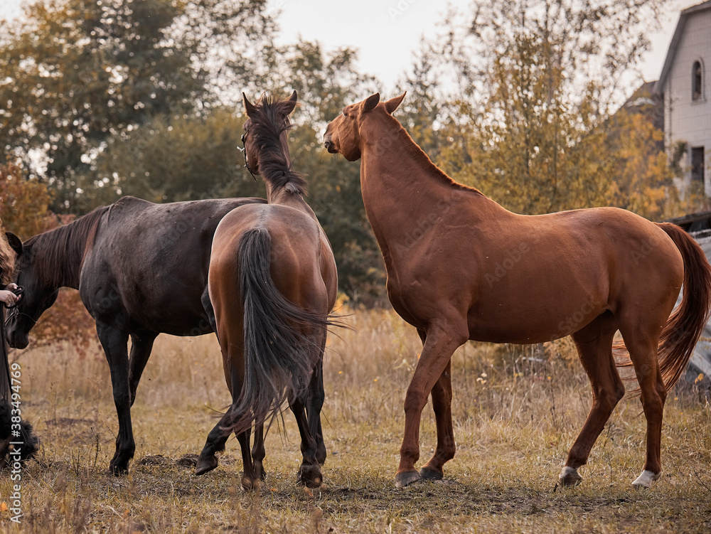 Beautiful horses are walking free Beautiful horses are walking free