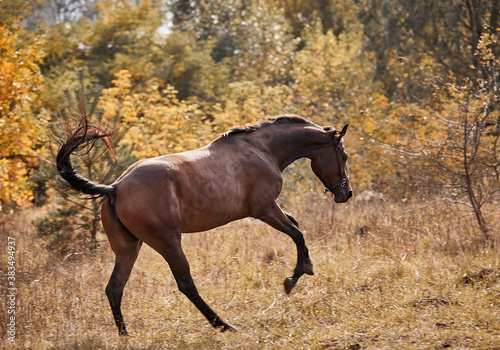 A beautiful bay horse runs free in autumn in yellow foliage