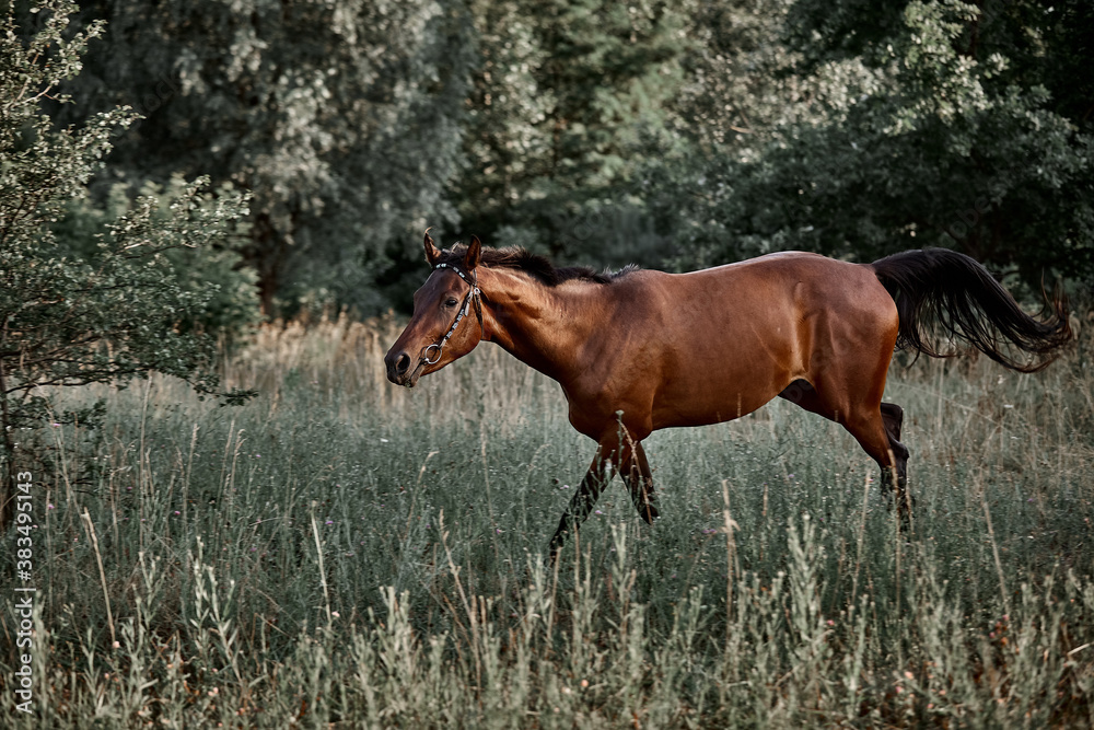 Beautiful bay horse running free Beautiful bay horse running free