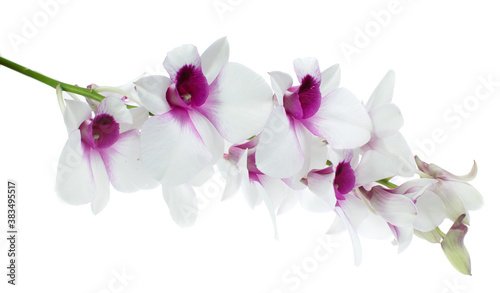 White orchid isolated on white