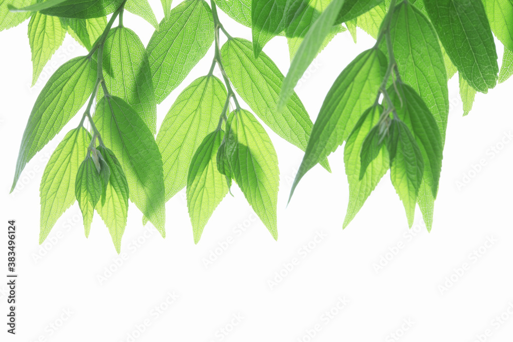 新緑の葉っぱ、白バック