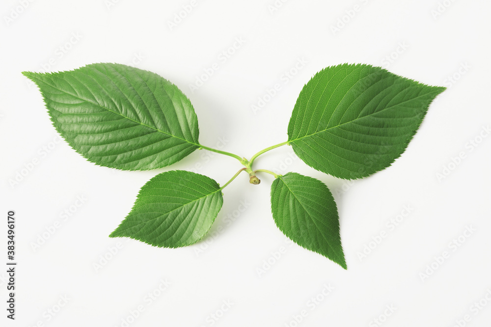 Obraz premium 新緑の葉っぱ、白バック