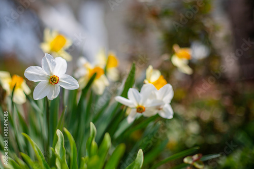 White daffodil in a group growing in the garden. © liubovyashkir