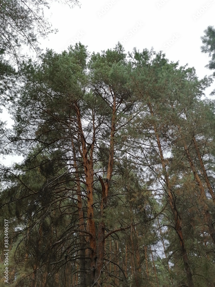 Fototapeta premium trees in the forest