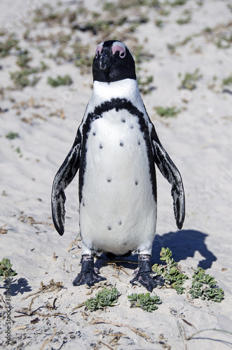 penguin on the beach