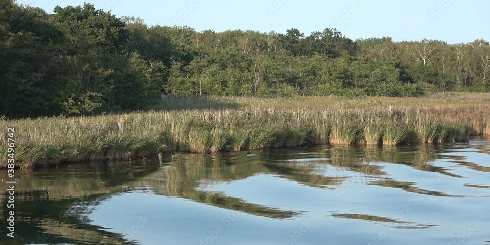 Bodden-Ufer mit Schilf Bodden-Ufer mit Schilf