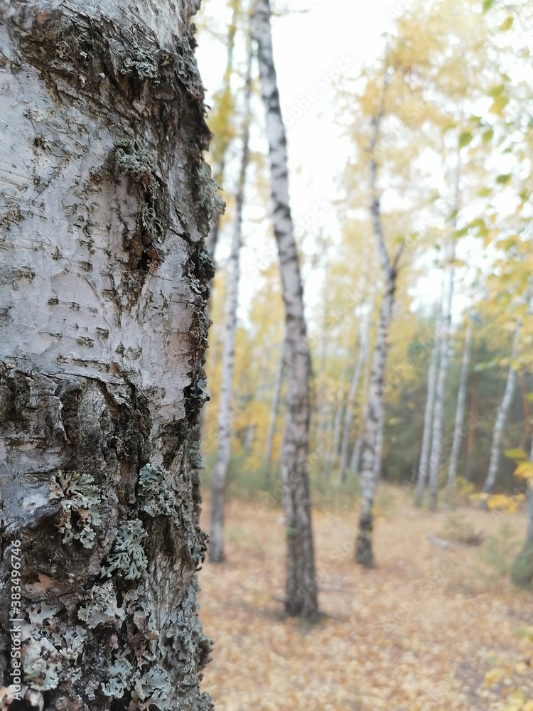 autumn in the woods