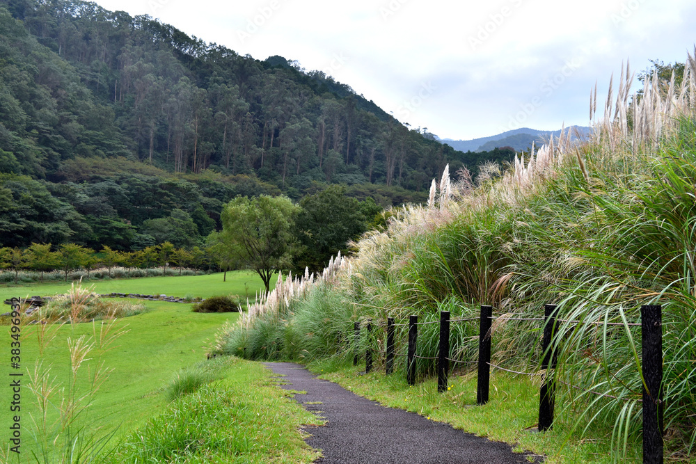 Obraz premium ススキがの並ぶ伊豆の公園