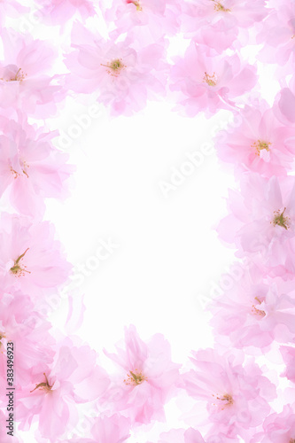 サトザクラ、花びらのフレーム © Paylessimages