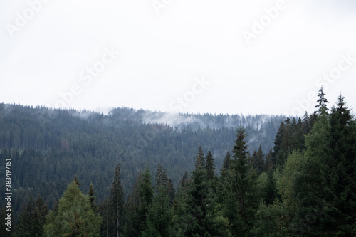 Pine forest with clouds fog surrounding it
