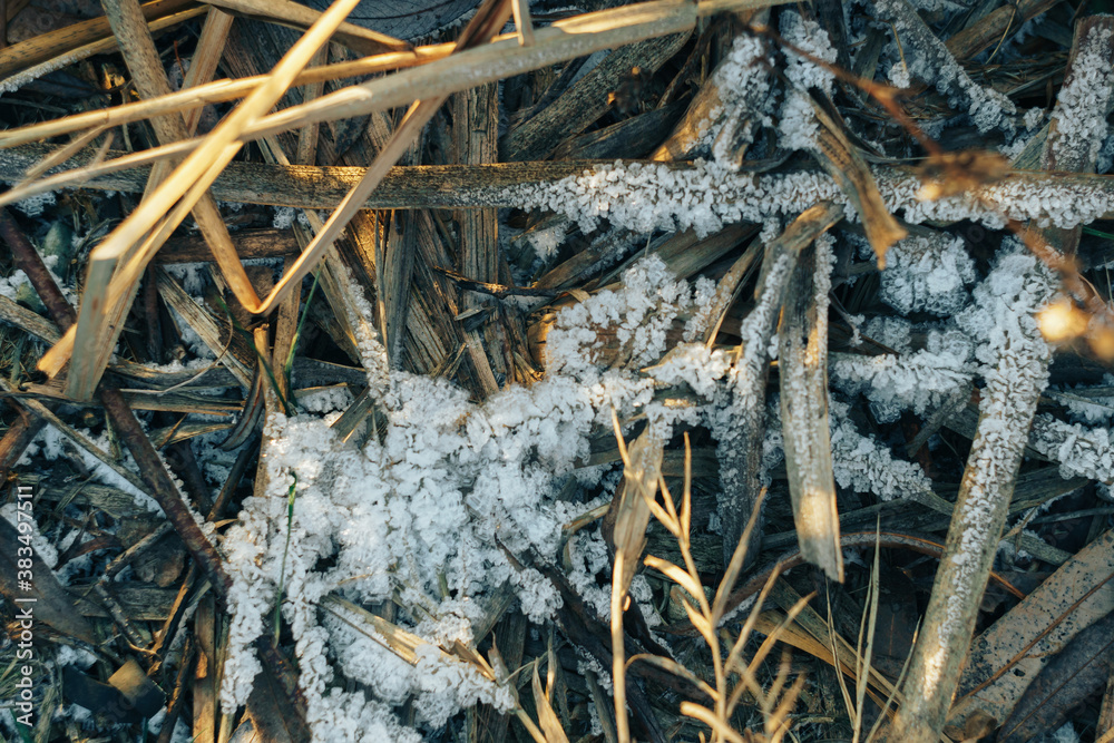 Frozen icy dry grass in the snow close up Frozen icy dry grass in the snow close up
