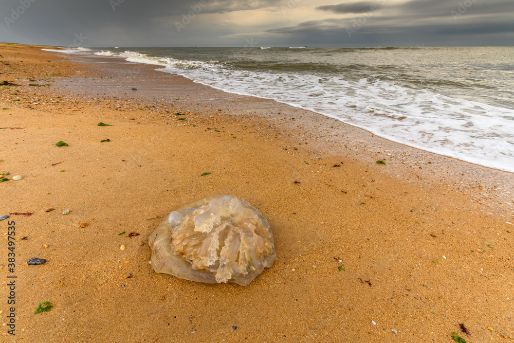 Jellyfish washed up on an atlantic ocean beach.