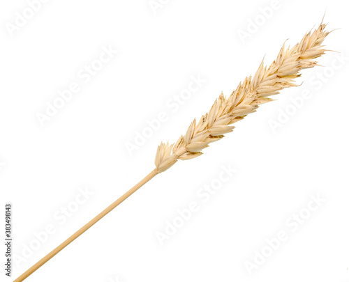 Wheat ear
