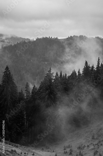 Pine forest with clouds fog surrounding it, dark and white