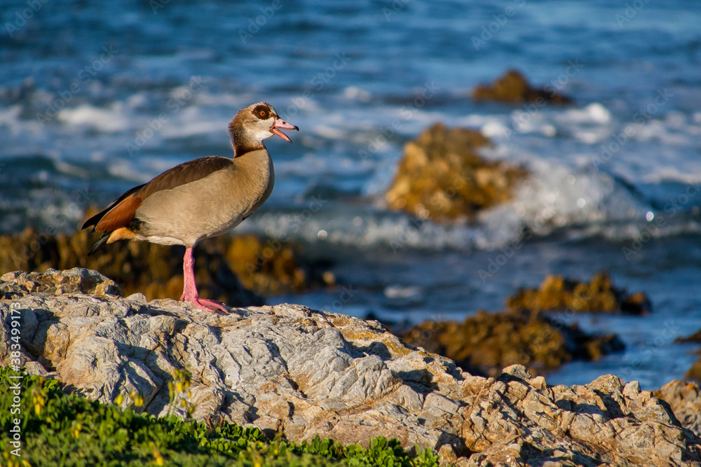 Obraz premium Egyptian Goose, Alopochen aegyptiaca, Walker Bay Nature Reserve, Gansbaai, Western Cape, South Africa, Africa