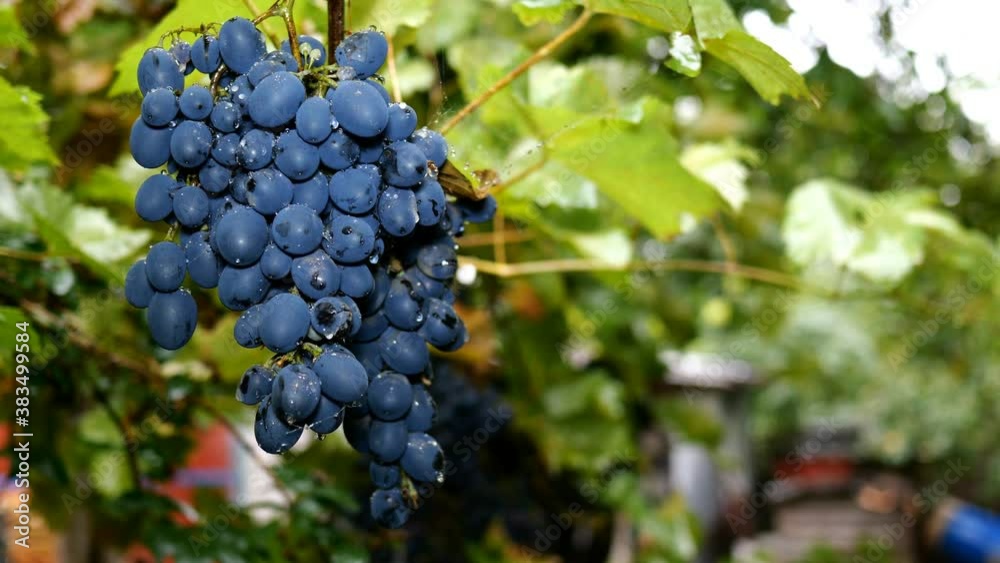 Bunch of dark grapes hang swaying in rain in vineyard or backyard. Raindrops on grapes. Rainy autumn and harvest concept. Close-up. Bunch of dark grapes hang swaying in rain in vineyard or backyard. Raindrops on grapes. Rainy autumn and harvest concept. Close-up.