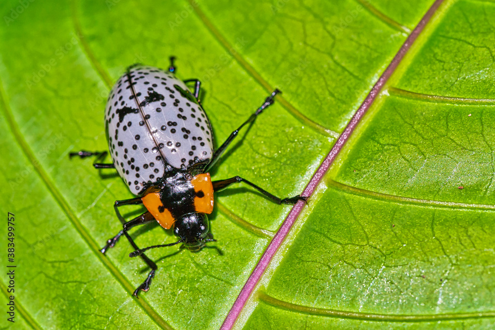 Naklejka premium Tropical Beetle, Tropical Rainforest, Costa Rica, Central America, America