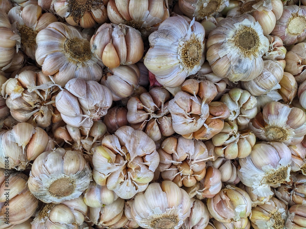 bunch of garlic bunch of garlic
