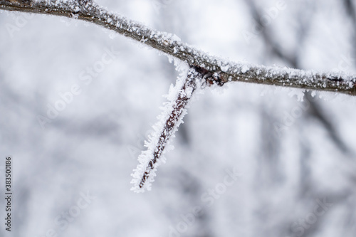 Frozen branch, white winter background © Stefana