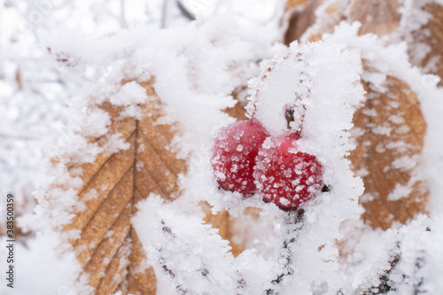 Frozen berries and leafs, white winter background