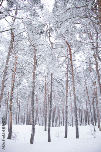 White forest on winter time © Stefana