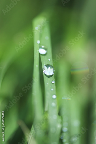草と水滴