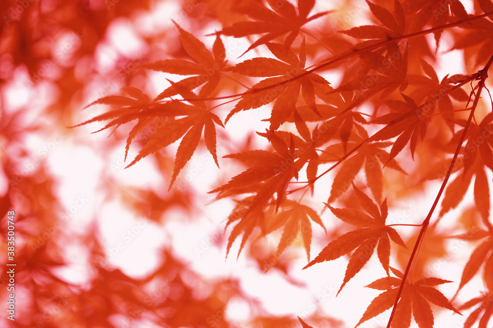 楓の紅葉イメージ 楓の紅葉イメージ