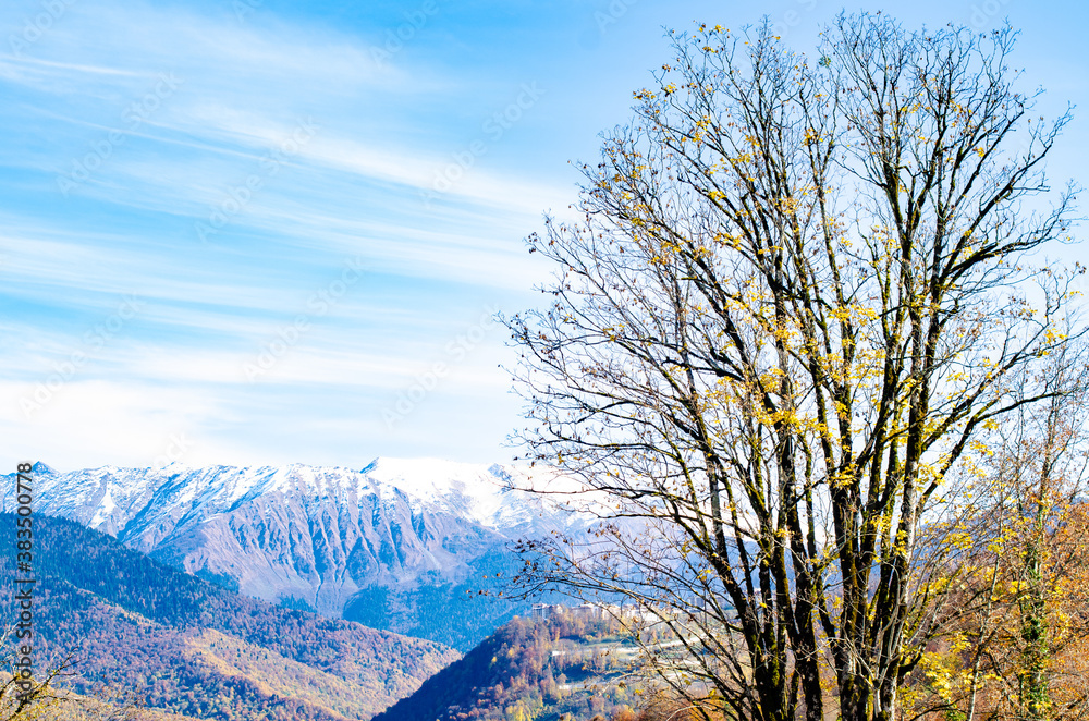 Autumn forest trees in the mountains. Autumn mountain forest landscape with snowy peaks. Golden, bright autumn forest trees in the mountains. Copy space Autumn forest trees in the mountains. Autumn mountain forest landscape with snowy peaks. Golden, bright autumn forest trees in the mountains. Copy space