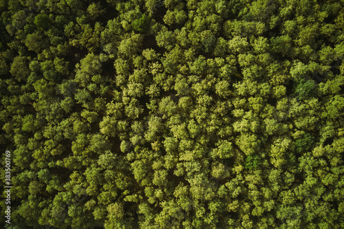 Aerial view of cottonwood forest green treetops, top view