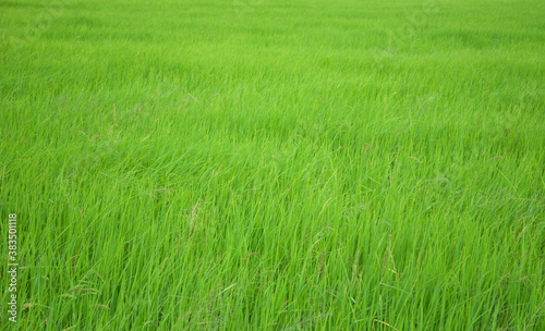 green rice field in thailand for wallpaper or background.