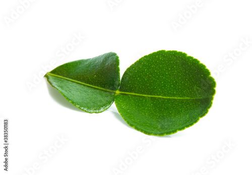 Green leaf  Bergamot leaf isolated on white background