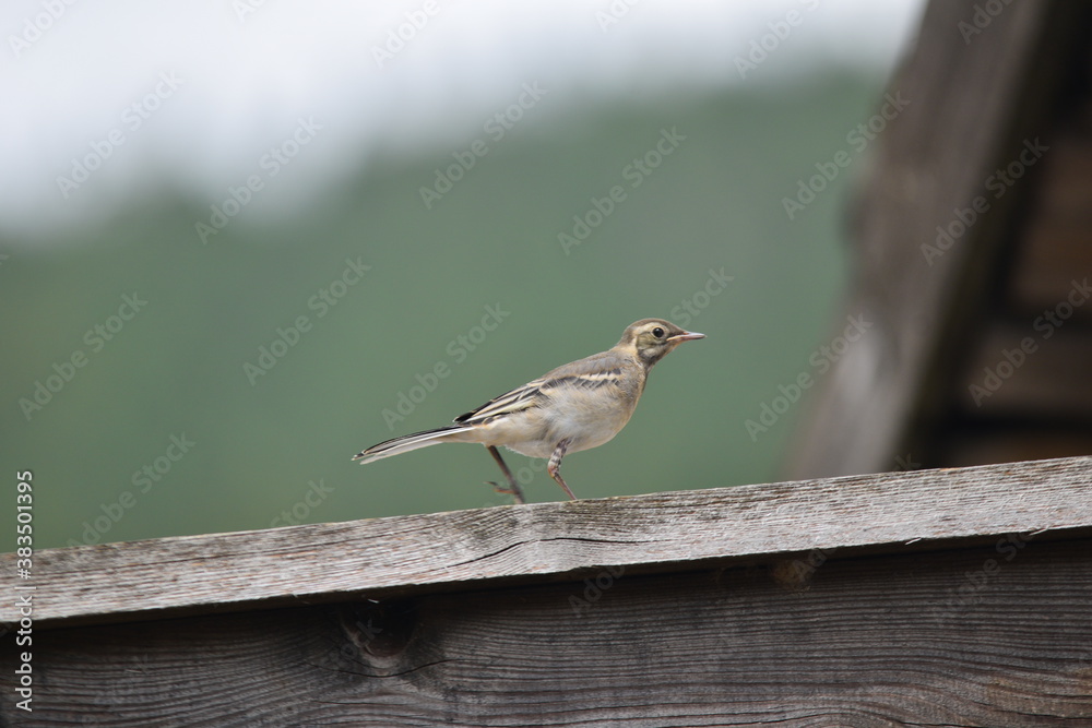 sparrow on a fence sparrow on a fence