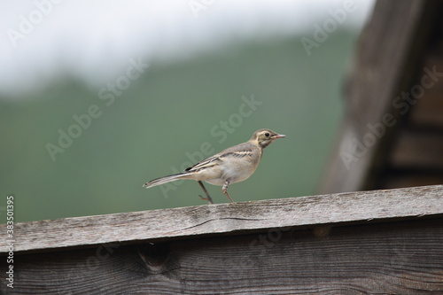 sparrow on a fence