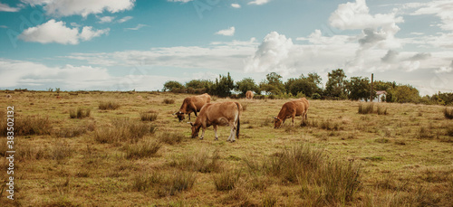 Brown cows pasturing in a green meadow with a beautiful blue sky with clouds in the background.