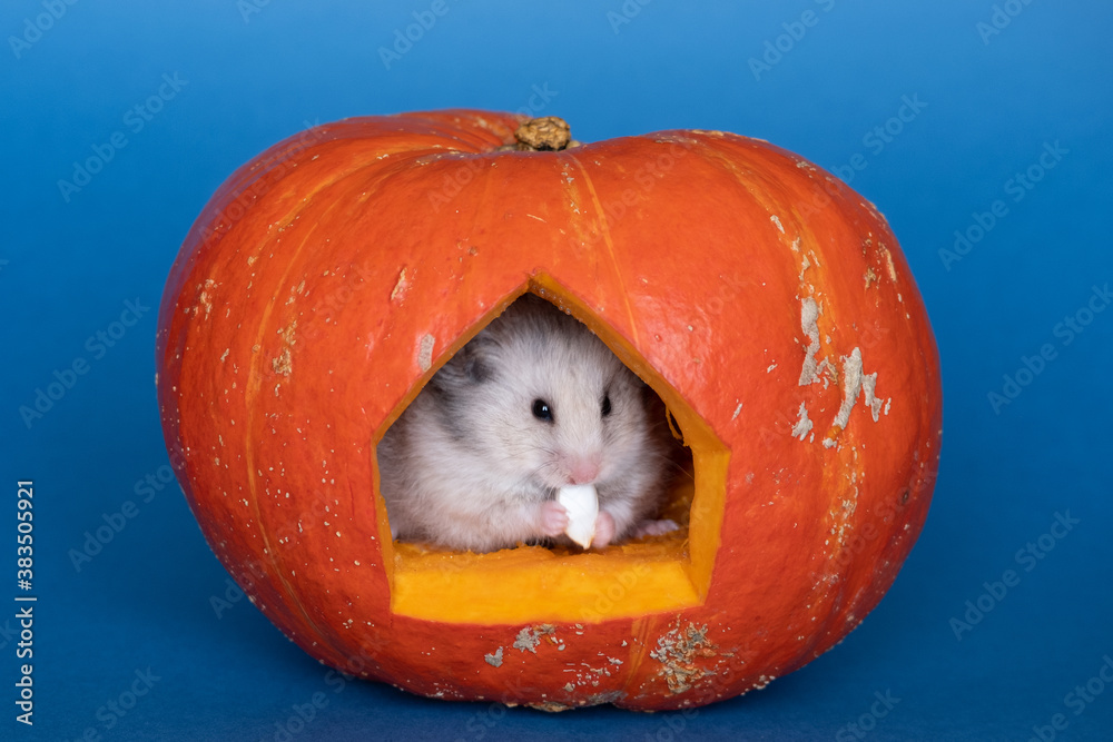 little hamster eating seeds inside a pumpkin. Halloween concept