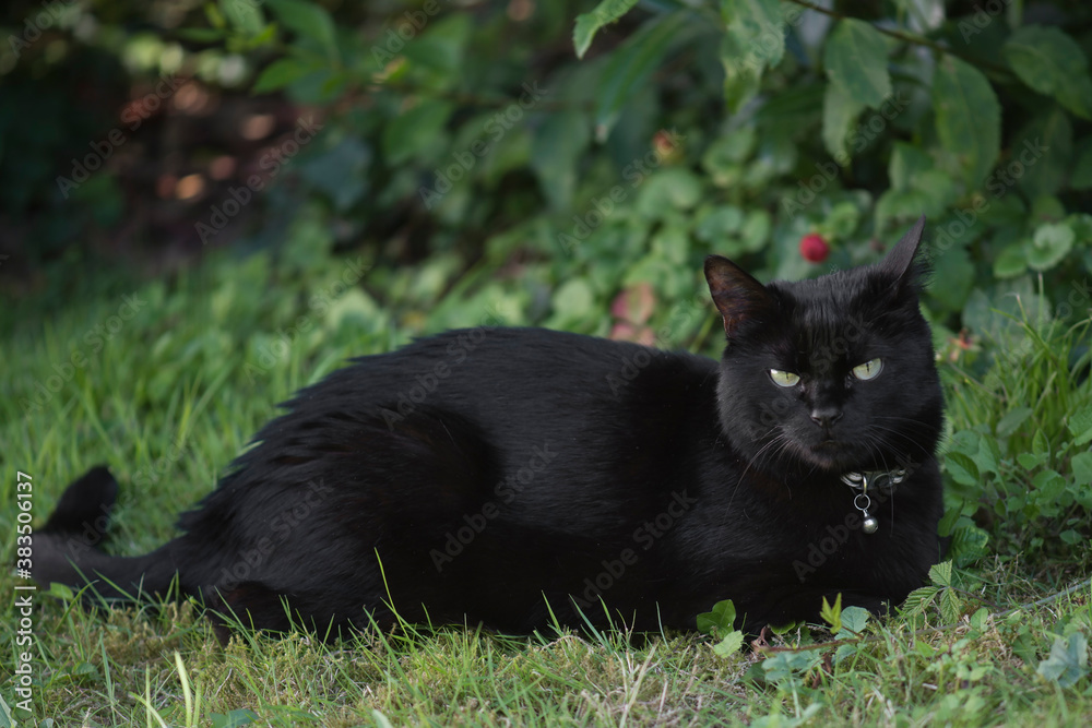 Liegende schwarze Katze im Garten Liegende schwarze Katze im Garten