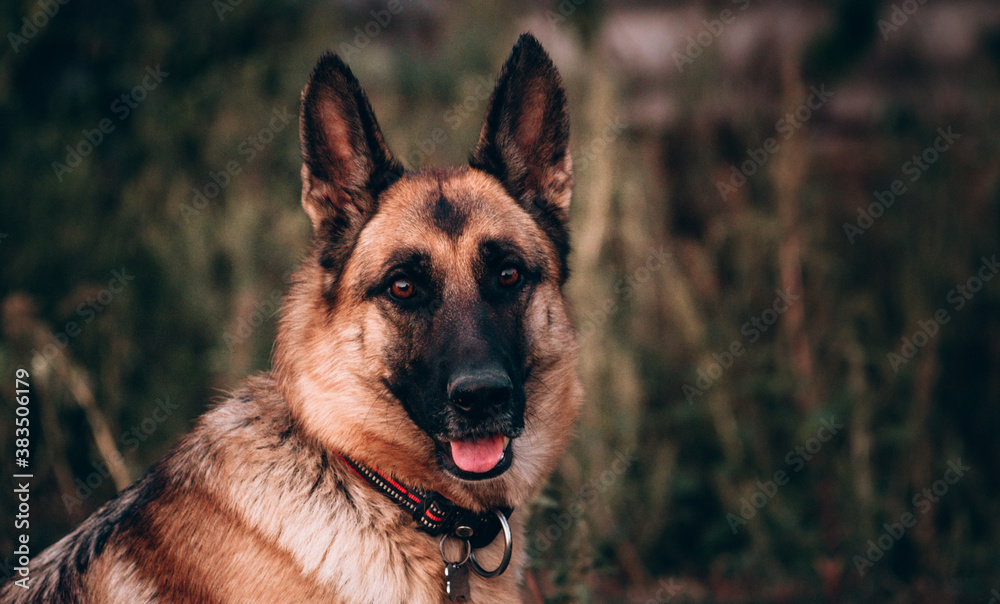 The most popular service breed in the world. German shepherd black and red color portrait close - up. A Sheepdog in a red and black collar sits and looks into the distance, sticking out its tongue.
