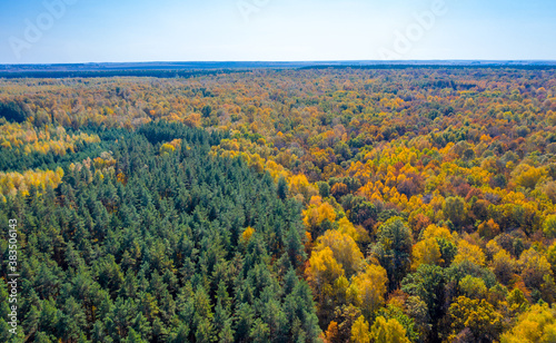 Aerial photo of multicolored tops of trees in the autumn forest