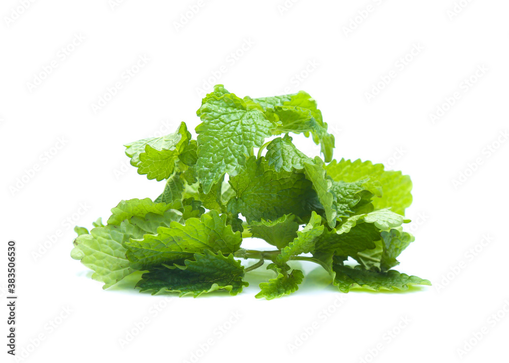 Fresh lemon balm bunch isolated on white background Fresh lemon balm bunch isolated on white background