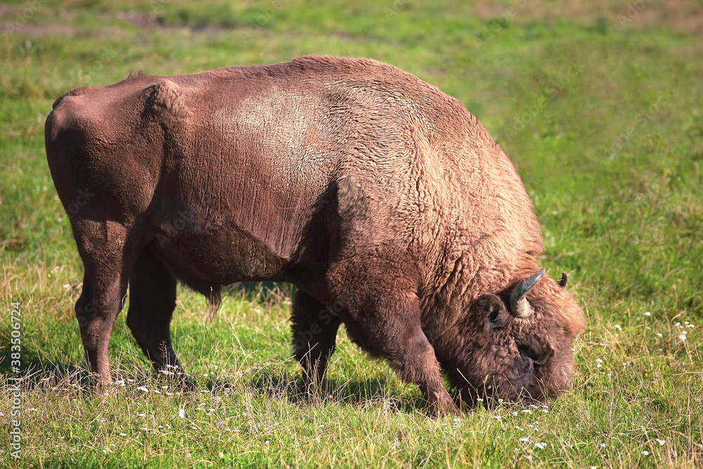 american buffalo, bison grazing on the savanna american buffalo, bison grazing on the savanna