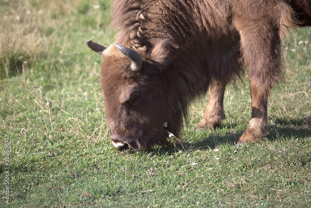 american buffalo, bison grazing on the savanna american buffalo, bison grazing on the savanna