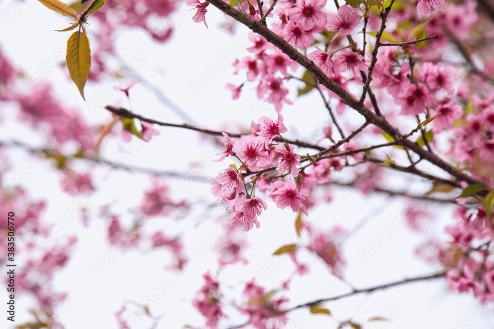 Beautiful cherry blossom or sakura in spring time over sky Beautiful cherry blossom or sakura in spring time over sky