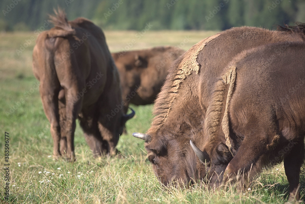 Fototapeta premium american buffalo, bison grazing on the savanna