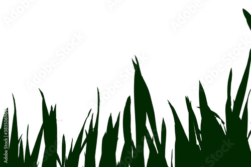 Corn field, vector graphic, single illustration