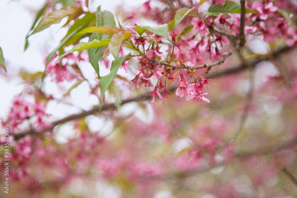 Beautiful cherry blossom or sakura in spring time over sky Beautiful cherry blossom or sakura in spring time over sky