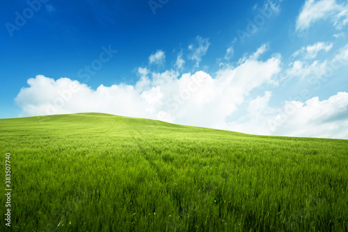 field of grass and perfect blue sky © Iakov Kalinin