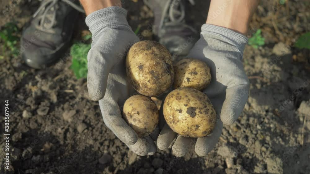 farmer harvesting potato crops in september. organic farming, autumn, harvest season. digging up potatoes in garden.
