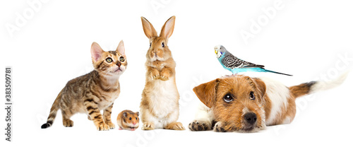 dog and cat and parrot and rabbit and hamster on white background