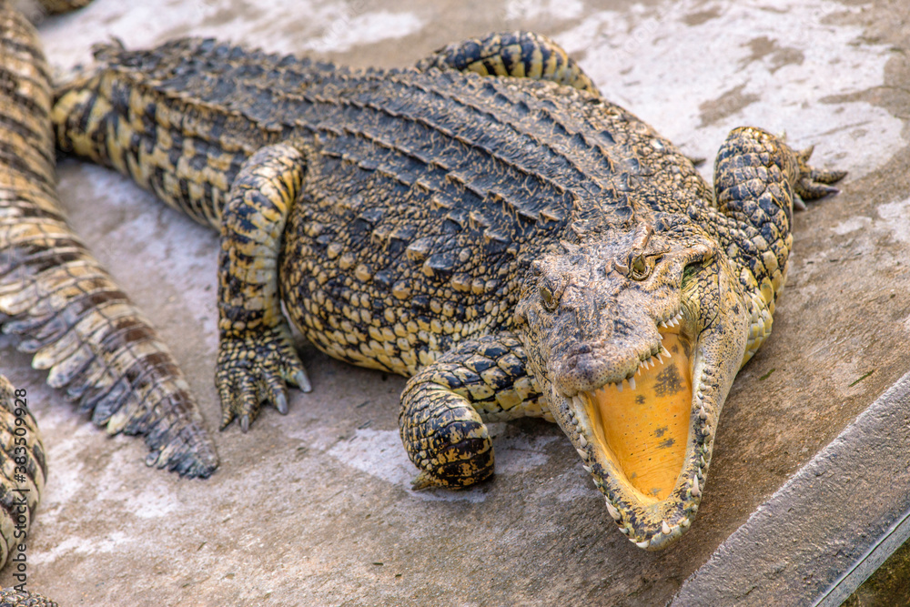 Fototapeta premium Close up crocodile as emerges from water with a toothy grin. The crocodile's skin colorings and pattern camouflage the animal in the wild.